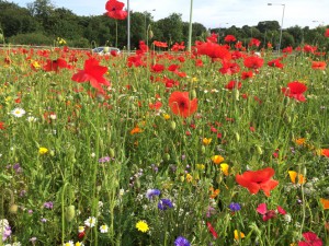 Chorley wild flowers