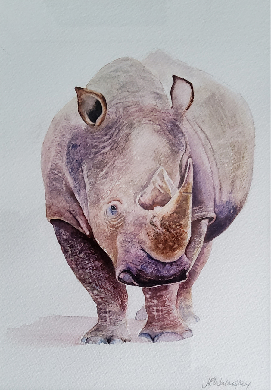 Winner of August competition – Rhino by Rod Walmsley
